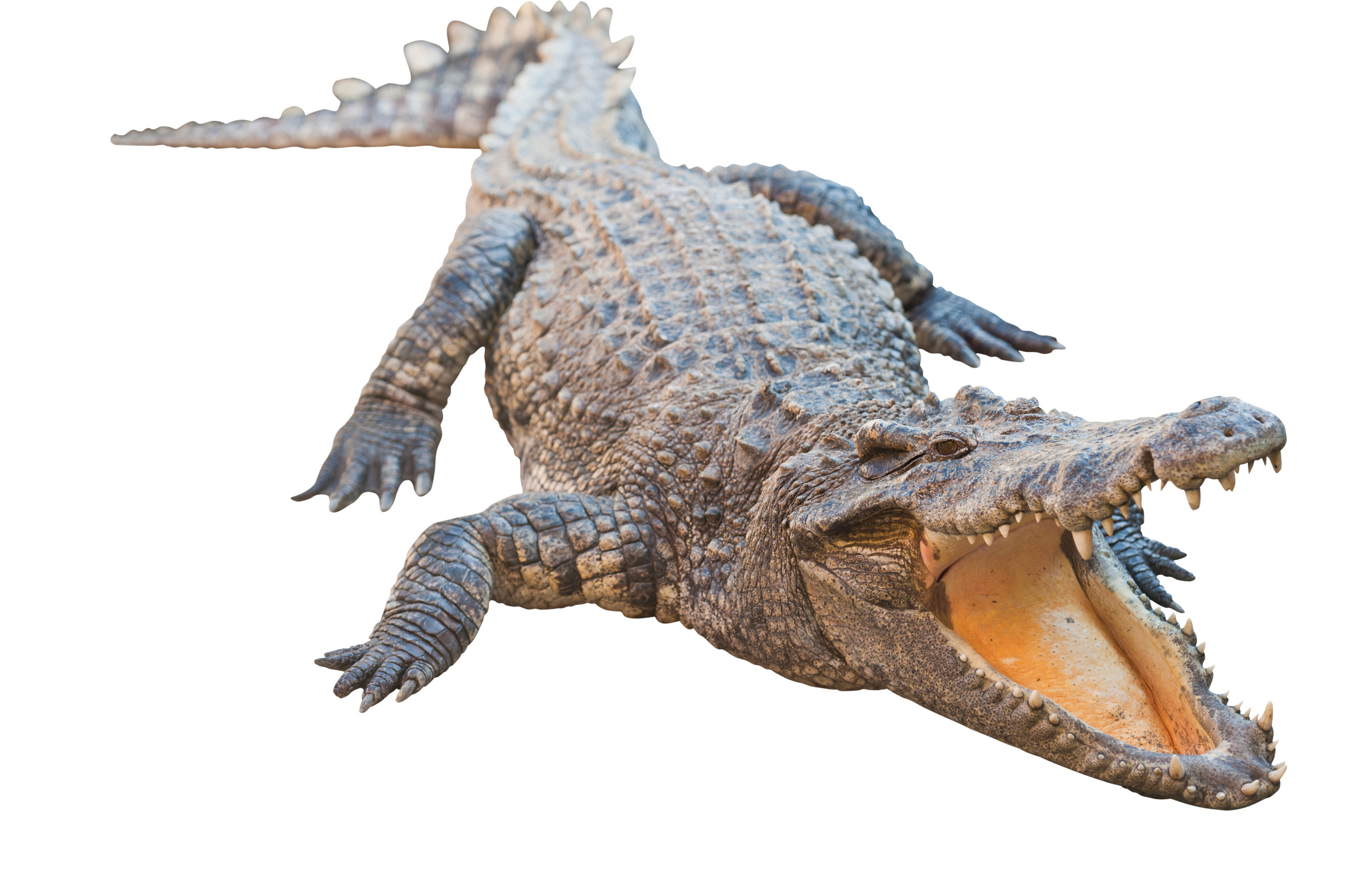 Advertisements - Crocodile Images, Transparent background PNG HD thumbnail