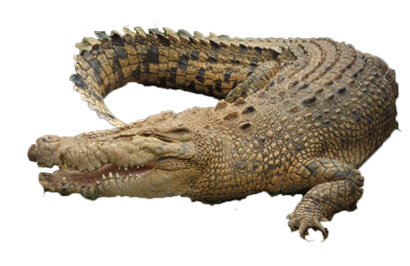 Crocodile PNG Transparent Ima