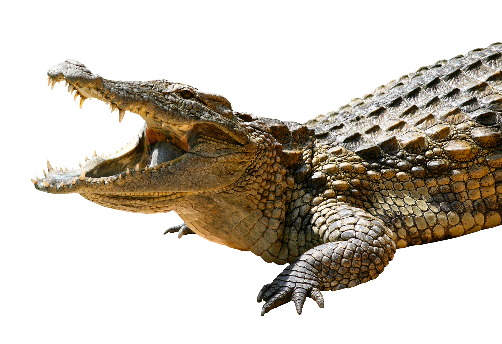 Crocodile Png Hdpng Pluspng Pluspng.com 1702   Crocodile Png   Crocodile Hd Png - Crocodile Images, Transparent background PNG HD thumbnail