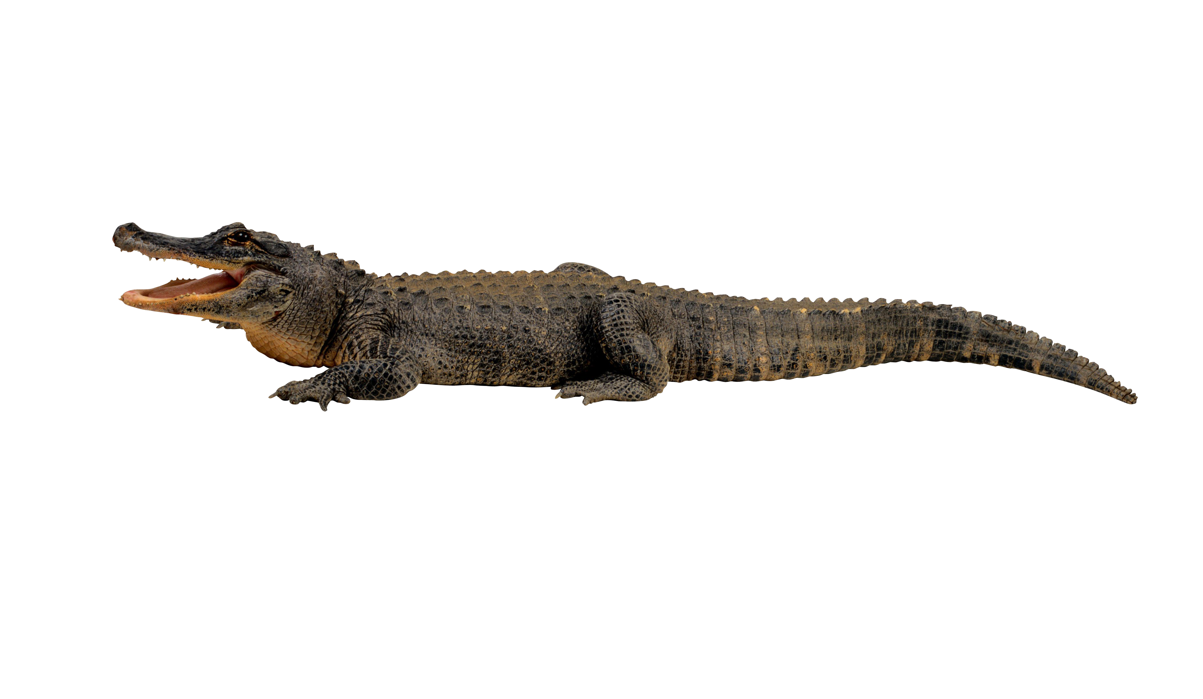 Alligator PNG Pic