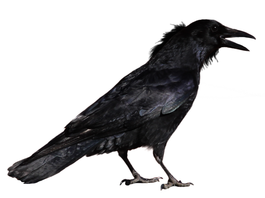 Crow 1 By Peroni68 - Raven, Transparent background PNG HD thumbnail