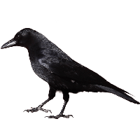 Raven Flying PNG HD