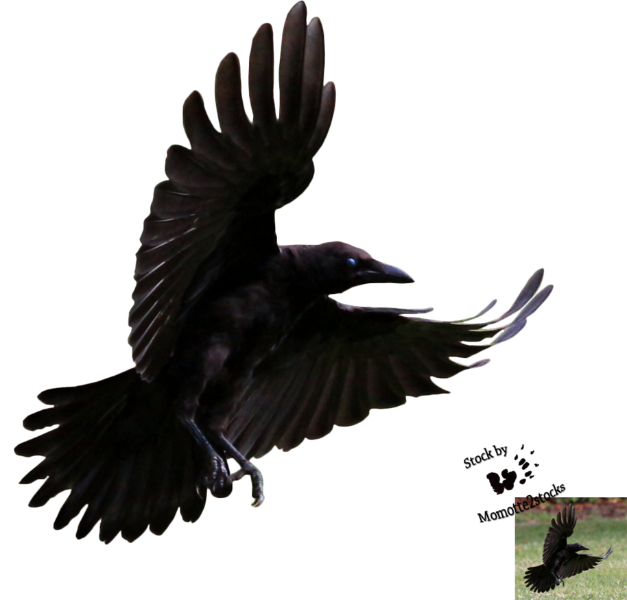 Crow Png   1000 Pics - Crow, Transparent background PNG HD thumbnail