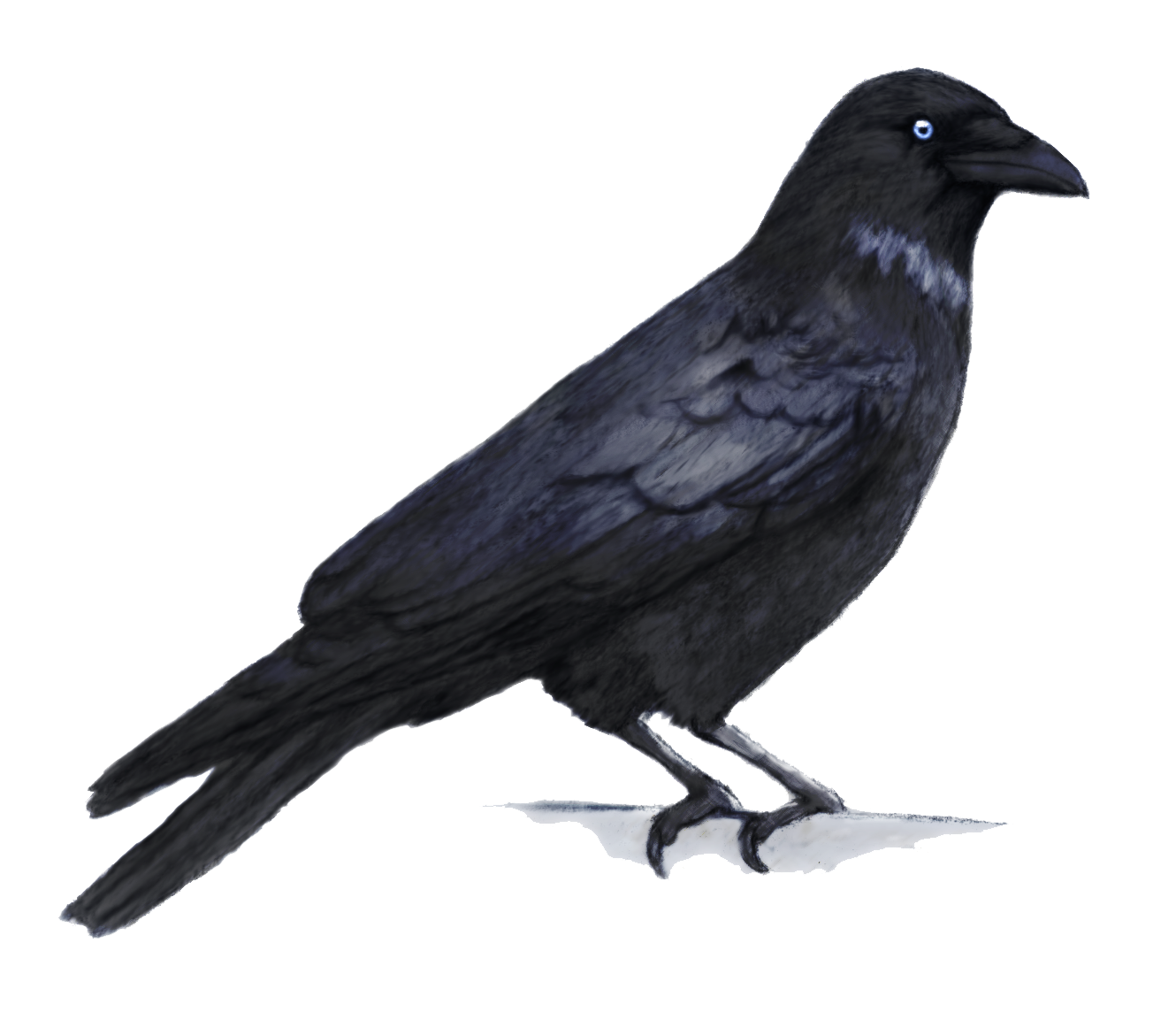 Crow Png - Crow, Transparent background PNG HD thumbnail