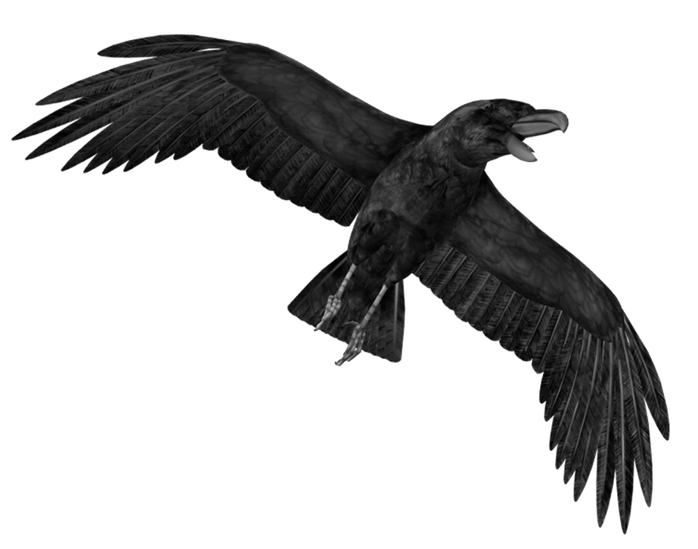 Crow Png Hd PNG Image, Crow HD PNG - Free PNG