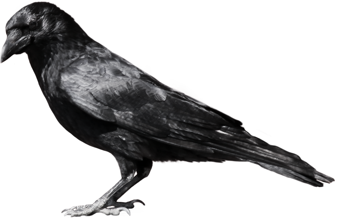 Crow Png Image - Crow, Transparent background PNG HD thumbnail