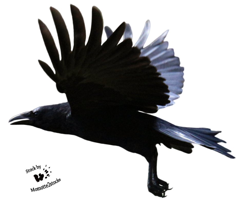 Cut Out Stock Png 122   Great Flight Of The Crow By Momotte2Stocks On Deviantart - Crow, Transparent background PNG HD thumbnail