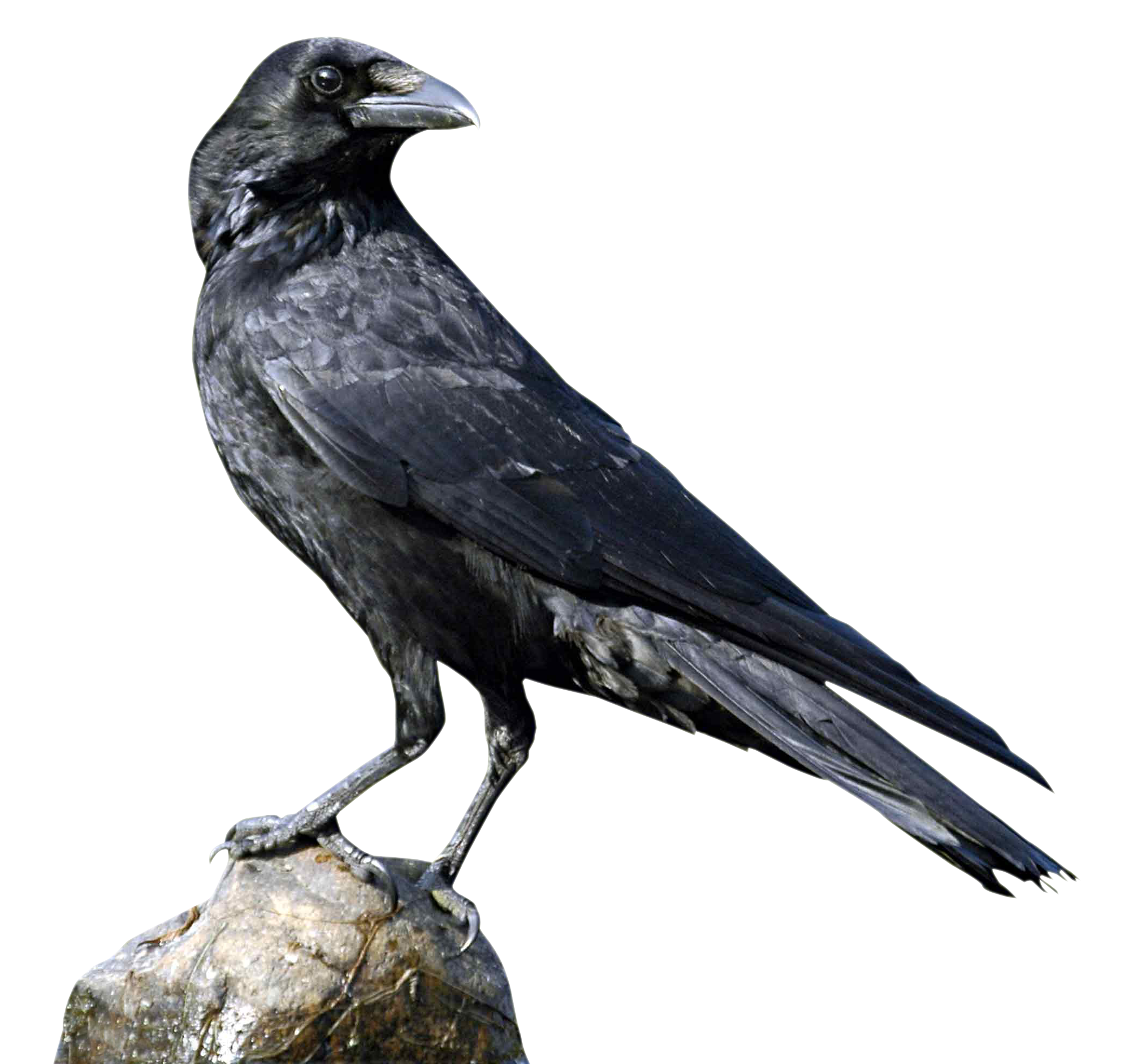 Black Crow Png Image PNG Imag