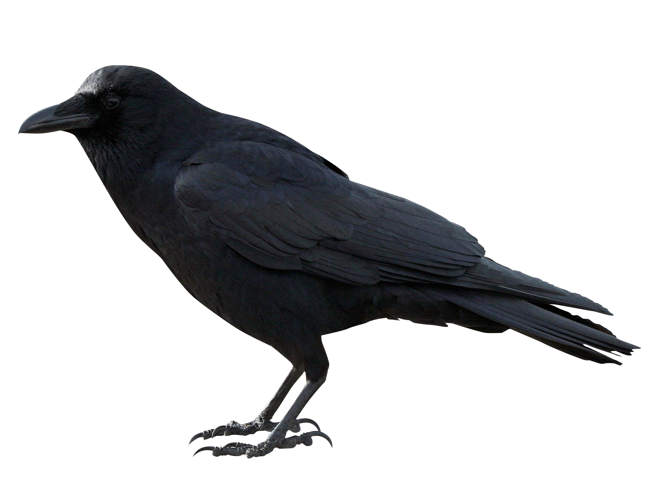 Hdpng - Crow, Transparent background PNG HD thumbnail
