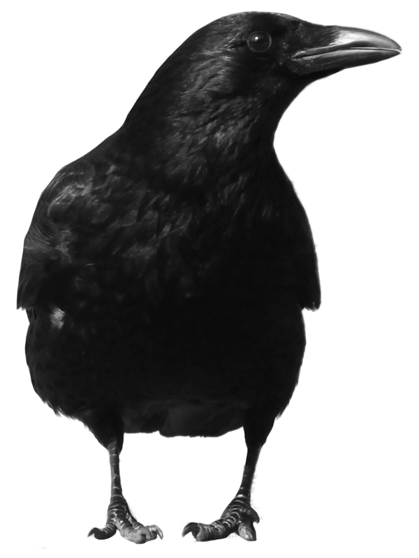 Black Crow Png Image - Crow, Transparent background PNG HD thumbnail