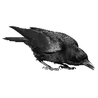 Black Crow Png Image Png Image - Crow, Transparent background PNG HD thumbnail