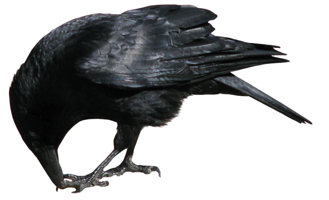 Crow Png Image - Crow, Transparent background PNG HD thumbnail
