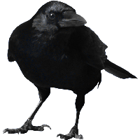Crow Png Image Png Image - Crow, Transparent background PNG HD thumbnail