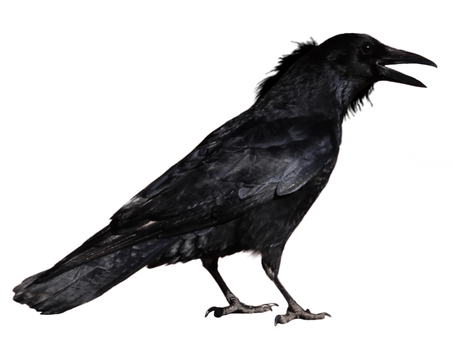 Crow Png Image Png Image - Crow, Transparent background PNG HD thumbnail