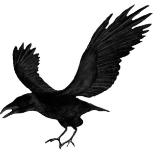 Nld Crow.png - Crow, Transparent background PNG HD thumbnail