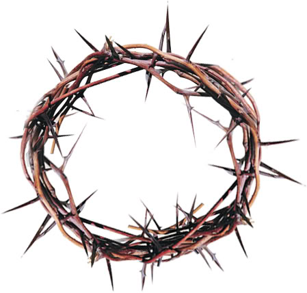 Crown Of Thorns Png Hd Hdpng.com 449 - Crown Of Thorns, Transparent background PNG HD thumbnail