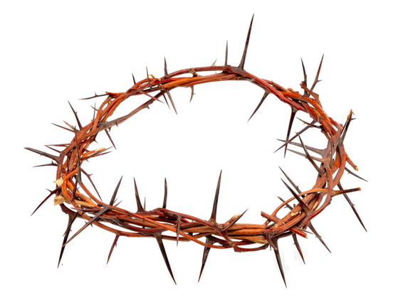 Crown Of Thorns Png Hd Hdpng.com 566 - Crown Of Thorns, Transparent background PNG HD thumbnail