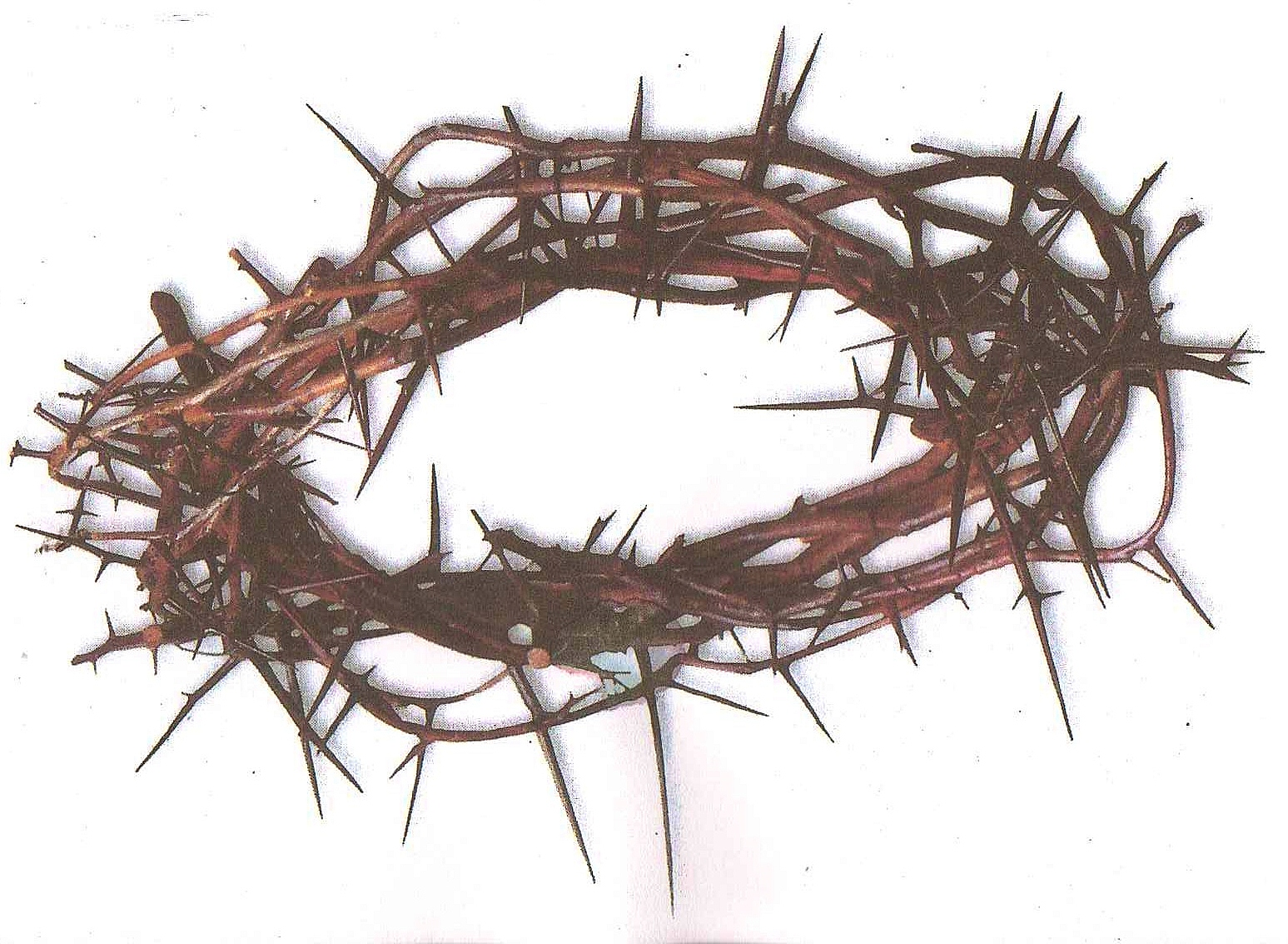 Crown Of Thorns - Crown Of Thorns, Transparent background PNG HD thumbnail
