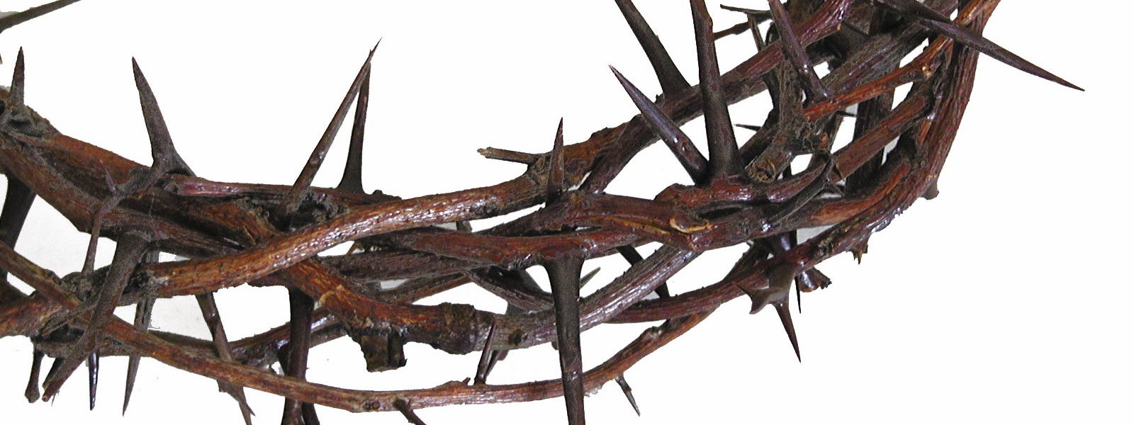 Image - Crown Of Thorns, Transparent background PNG HD thumbnail
