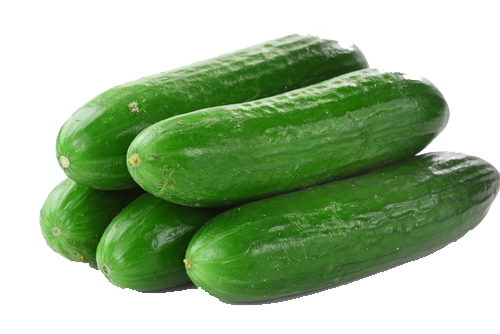 Cucumbers Are Scientifically Known As Cucumis Sativus And Belong To The Same Botanical Family As Melons (Including Watermelon And Cantaloupe) And Squashes Hdpng.com  - Cucumber, Transparent background PNG HD thumbnail