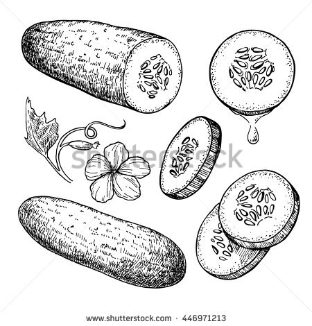 Cucumber Slice PNG Black And White - Cucumber Hand Drawn Ve