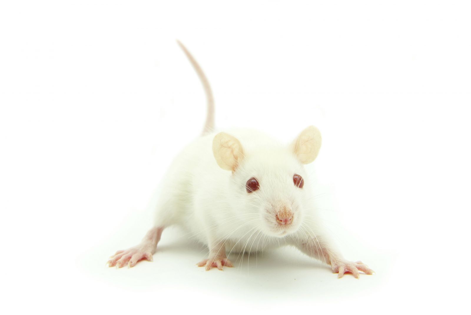 Jpg 1,600×1,071 Pixels | Animal Reference | Pinterest | Animals, Mice And Animal - Cute Animal, Transparent background PNG HD thumbnail