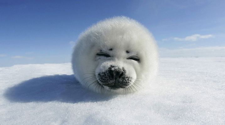 Baby Seals Are Cute U003C3 - Cute Baby Seal, Transparent background PNG HD thumbnail