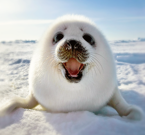 Cute Baby Seal - Cute Baby Seal, Transparent background PNG HD thumbnail