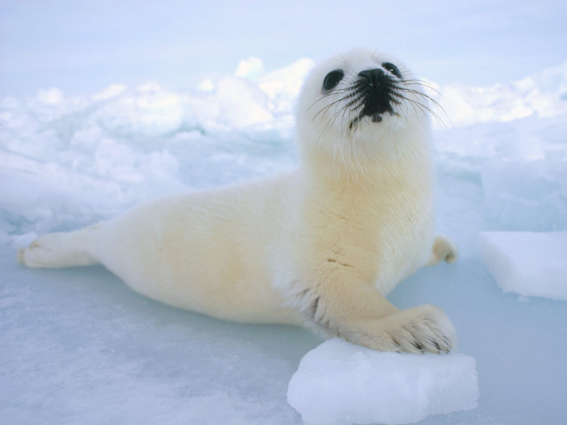 Harp Seal   (Aka Canadian Seal)   Sadly One Species That Faces Brutal Murder - Cute Baby Seal, Transparent background PNG HD thumbnail