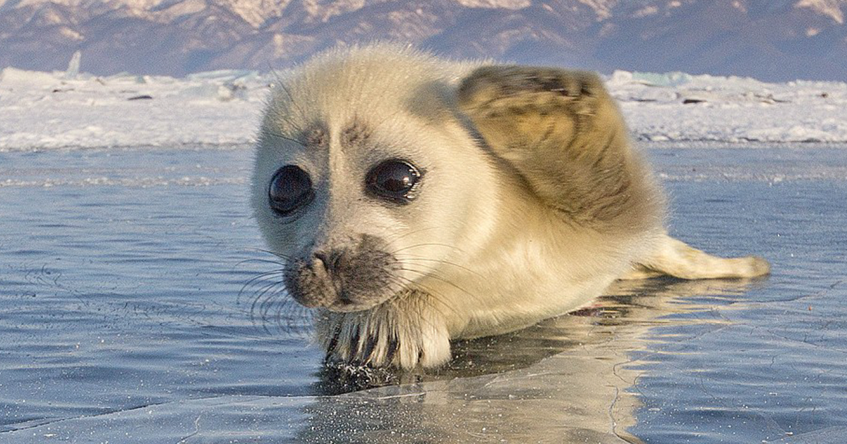 Photographer Spent 3 Years Trying To Get His First Shot Of Seals On Ice, Until He Met This Pupu2026 | Bored Panda - Cute Baby Seal, Transparent background PNG HD thumbnail