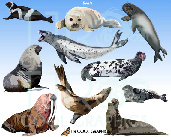 Seals Digital Realistic Clip Art, Png, Printable, Commercial, Harp Seal, Walrus, Sea Lion, Ocean Animals, Sea Life, Cute, Funny From Joycreating On Etsy Hdpng.com  - Cute Baby Seal, Transparent background PNG HD thumbnail