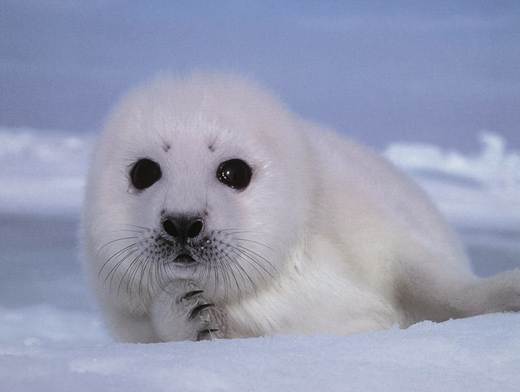 What Do Seals Eat? - Cute Baby Seal, Transparent background PNG HD thumbnail