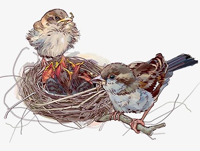 Birdu0027S Nest, Cartoon, Maternal Love, Birds Png Image And Clipart - Cute Bird Nest, Transparent background PNG HD thumbnail