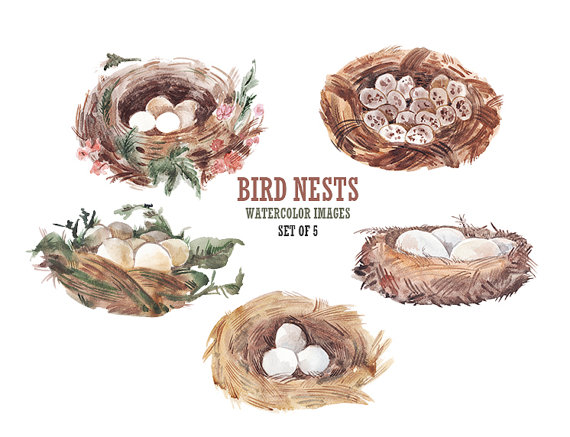 Cute Bird Nest Clip Art. Eggs Clip Art. Digital Watercolor. Stock Image. - Cute Bird Nest, Transparent background PNG HD thumbnail