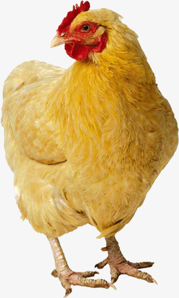 Hen Buckle Clip Free Hd, Hen, Chicken, Poultry Png Image - Cute Chicken, Transparent background PNG HD thumbnail