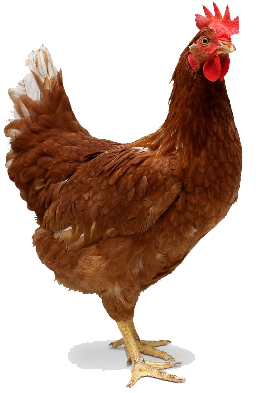 Red Single Chicken Png Image #40291   Free Png Hen - Cute Chicken, Transparent background PNG HD thumbnail