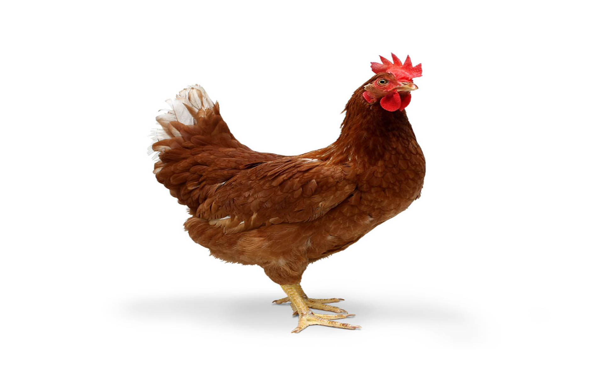 Wallpaper.wiki Chicken Backgrounds Pic Wpc001390   Chicken Hd Png - Cute Chicken, Transparent background PNG HD thumbnail