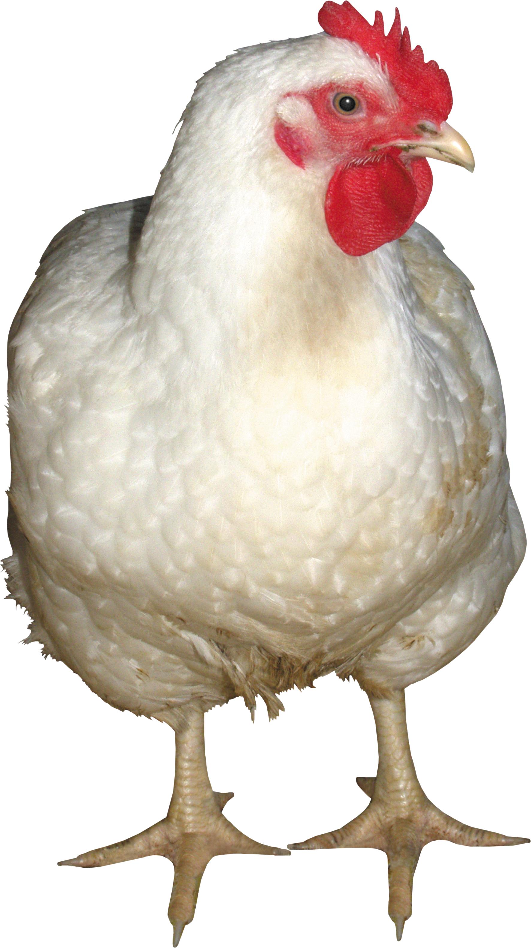 White Chicken Png Image   Chicken Png - Cute Chicken, Transparent background PNG HD thumbnail