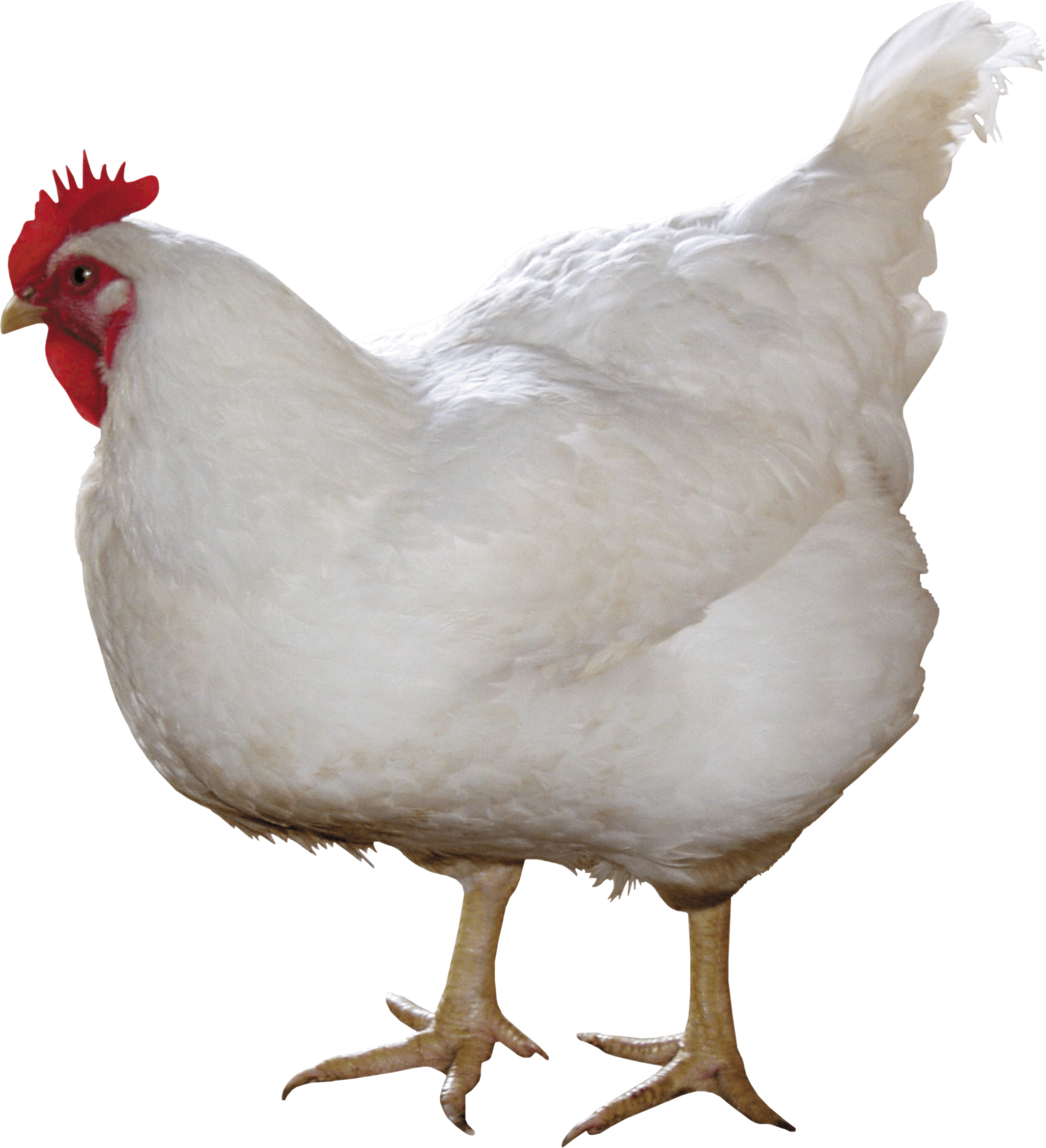 Cute Chicken Png Hd - White Chicken Png Image Png Image, Transparent background PNG HD thumbnail