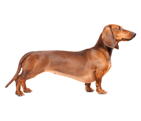 Appearance Of Dachshund - Cute Dachshund, Transparent background PNG HD thumbnail