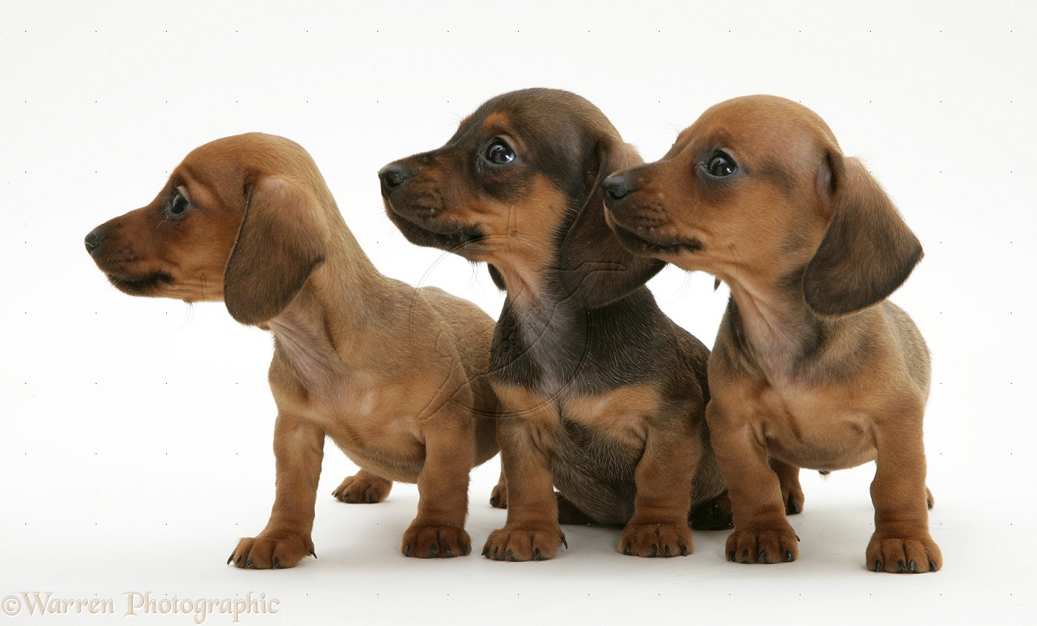 Cute Dachshund Png - Cover Image Credit: Http://www.casepresenter Pluspng.com/site/wp Content/uploads/2013/07/13766 Dachshund  Puppies White Background.jpg, Transparent background PNG HD thumbnail