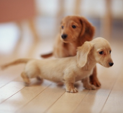 Miniature Dachshunds.....how Cute Are They?? Little Sweeties! - Cute Dachshund, Transparent background PNG HD thumbnail