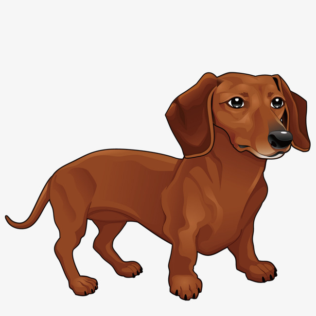 Vector Dachshund, Yellow, Small, Animal Png And Vector - Cute Dachshund, Transparent background PNG HD thumbnail