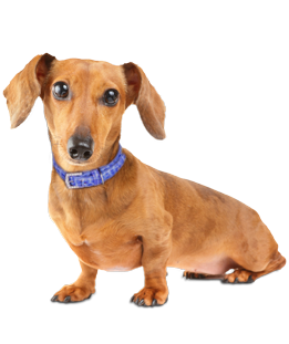 Cute Dachshund Png - What Do You Need To Know Before You Adopt A Dachshund? We Asked The Experts!, Transparent background PNG HD thumbnail