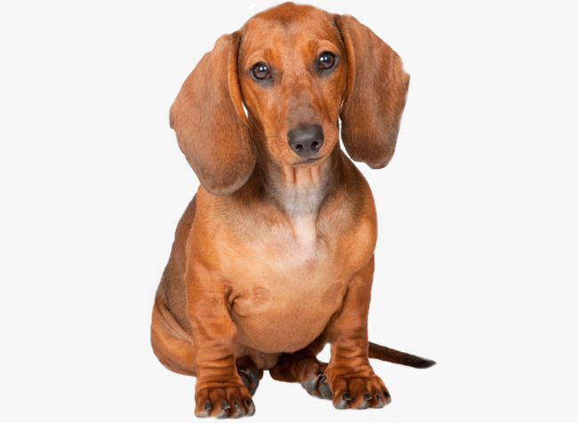 Yellow Dachshund, Pet Dog, Dachshund Dog With Short Hair, Doberman Png Image - Cute Dachshund, Transparent background PNG HD thumbnail