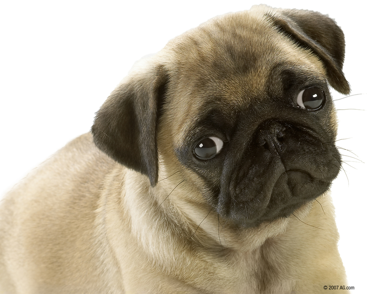 89A8572.png - Cute Dog, Transparent background PNG HD thumbnail