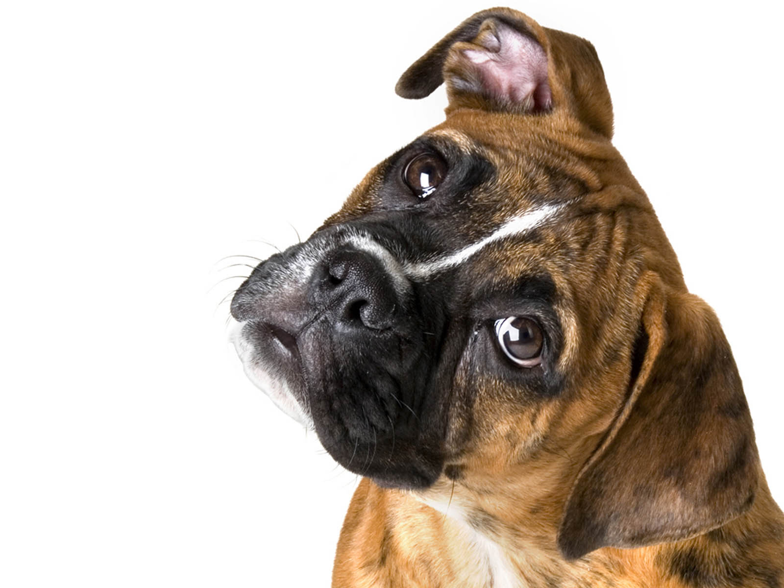 Boxer Dog Wallpaper Download - Cute Dog, Transparent background PNG HD thumbnail