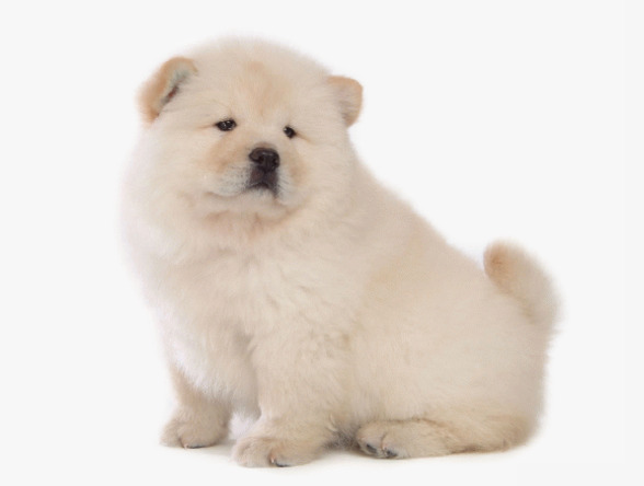 Cute Chow Chow, Cute Puppy, Chow Chow, White Dog Free Png Image - Cute Dog, Transparent background PNG HD thumbnail