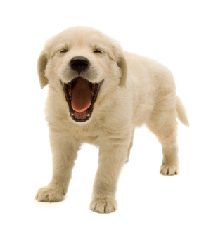 Dog Png Image, Picture, Download, Dogs - Cute Dog, Transparent background PNG HD thumbnail
