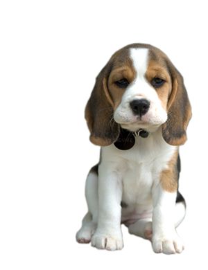 Dog Png Images   Png Puppy Dog - Cute Dog, Transparent background PNG HD thumbnail